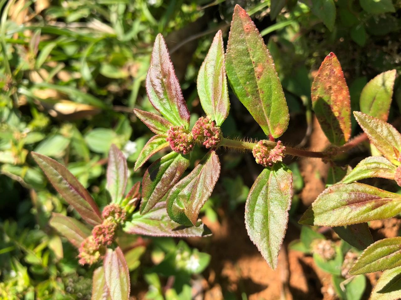 Erva-de-santa-luzia: de medicinal à planta daninha