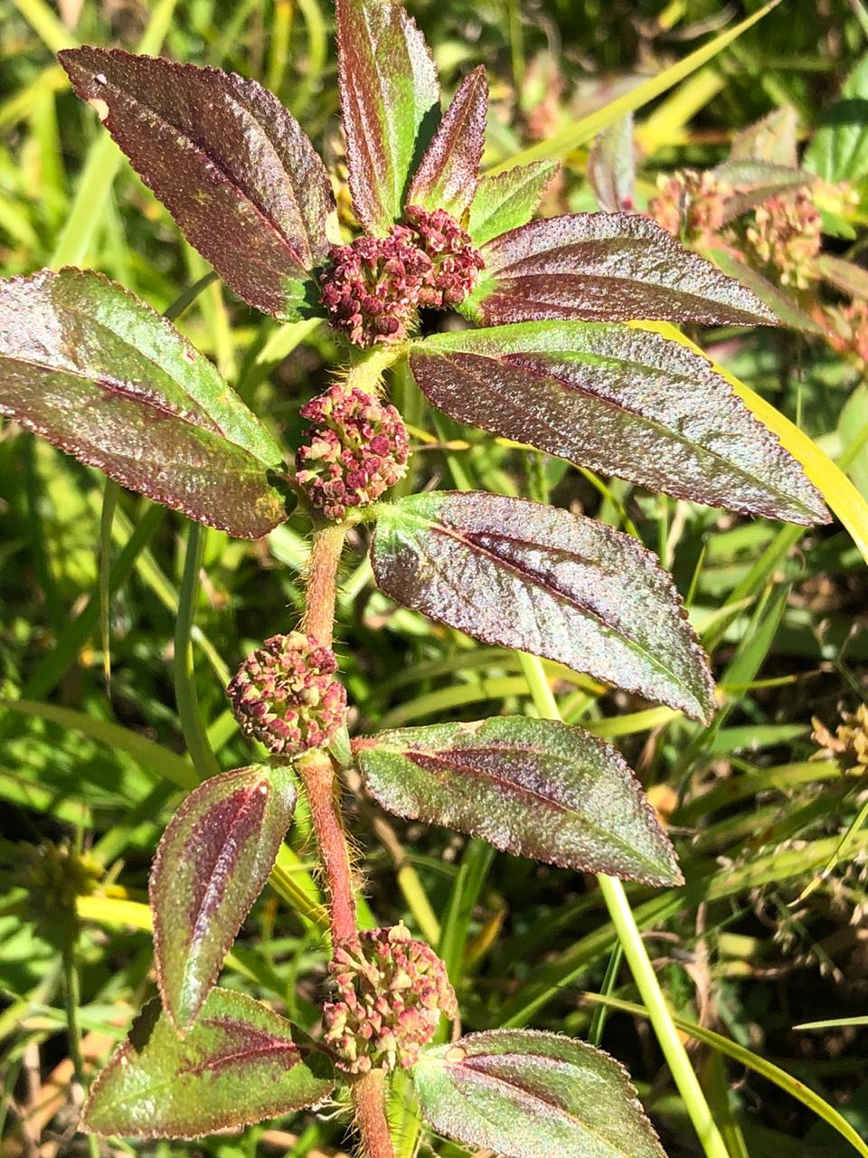 Erva-de-santa-luzia: de medicinal à planta daninha