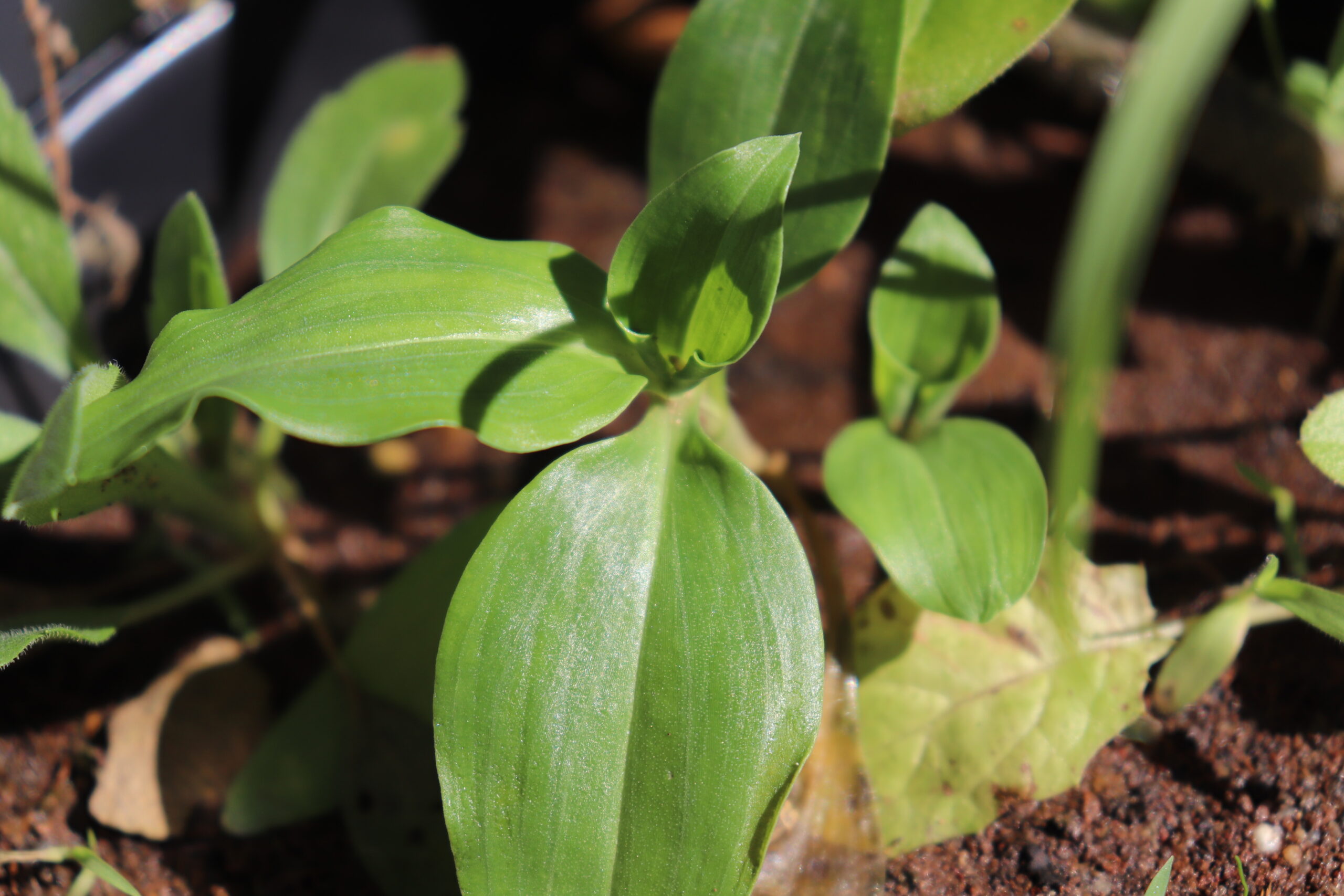 Trapoeraba: uma planta daninha cheia de habilidades
