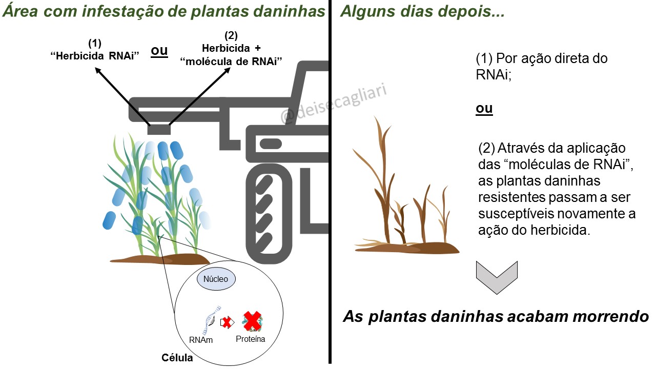 PIROXASULFONA + FLUMIOXAZINA