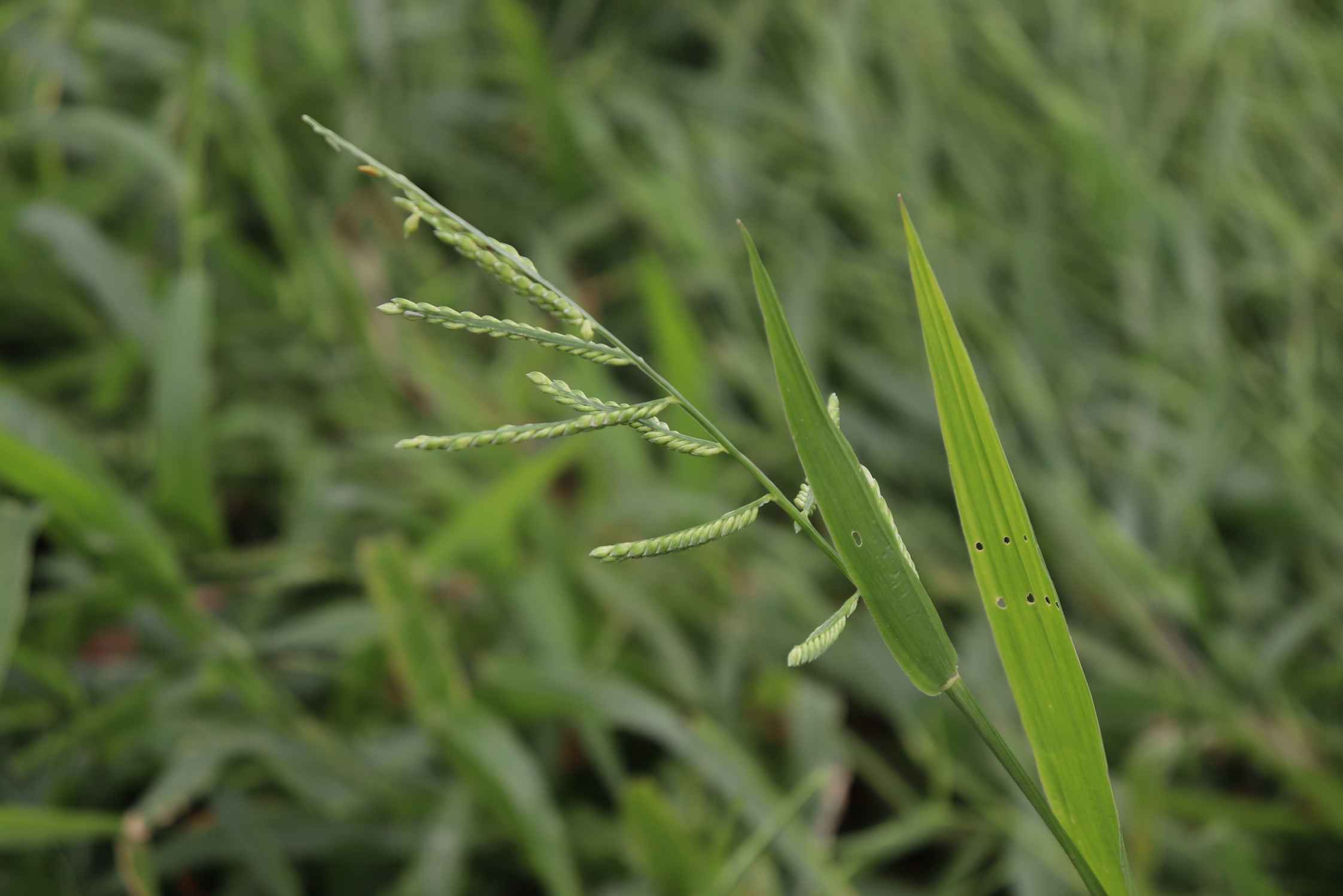 Braquiária: A Mais Cosmopolita Das Plantas Daninhas