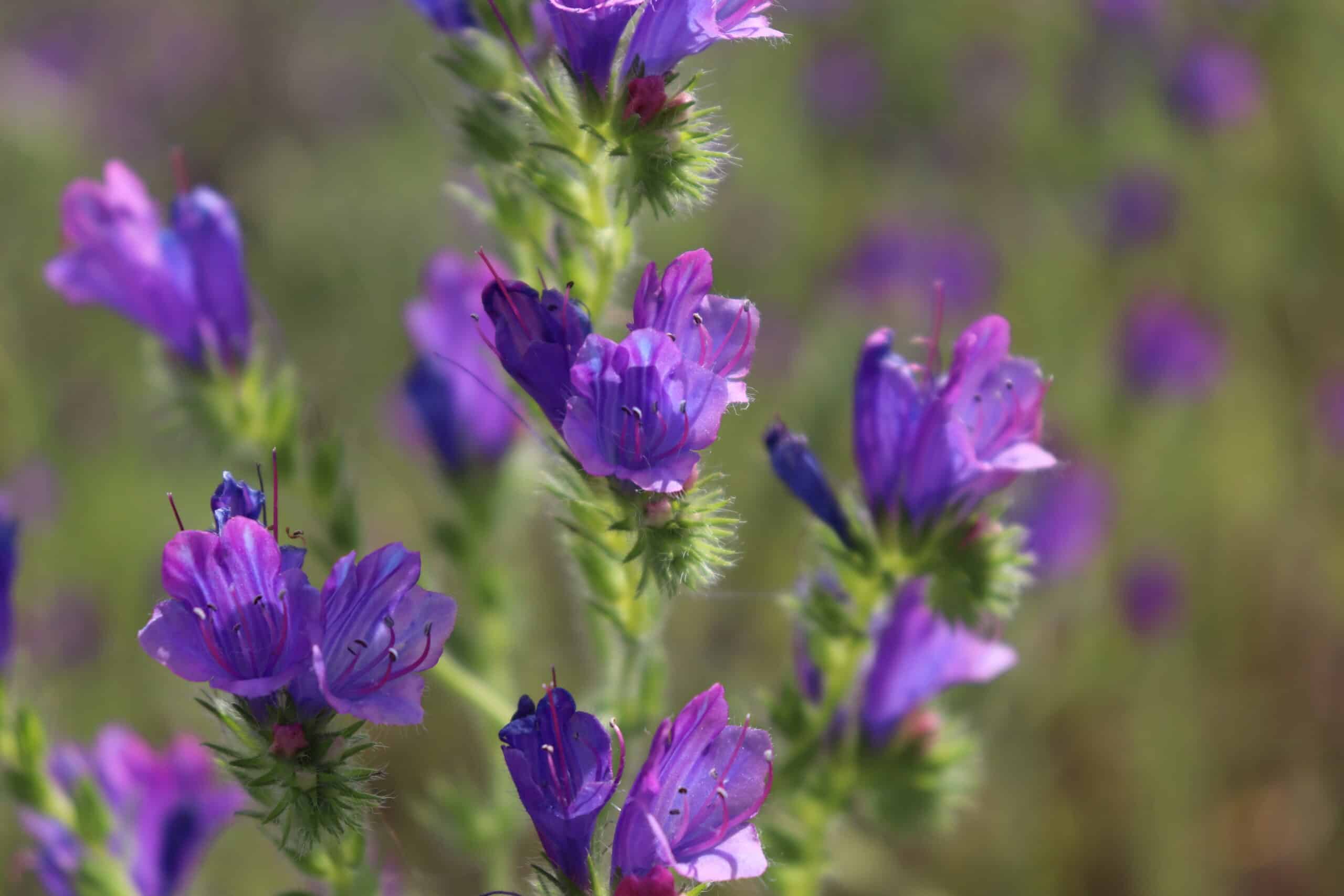 Echium Plantagineum A Flor Roxa