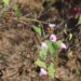 a imagem mostra uma planta de corda-de-viola da espécie Ipomoea triloba
